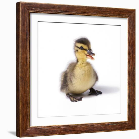 Mallard Duck Duckling at 24 Hours-null-Framed Photographic Print