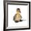 Mallard Duck Duckling at 24 Hours-null-Framed Photographic Print