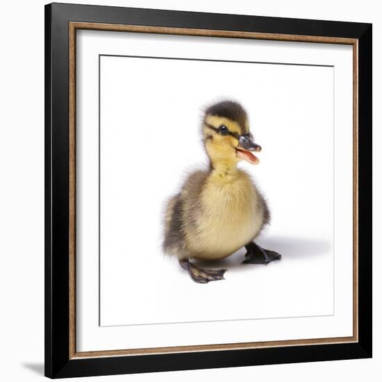 Mallard Duck Duckling at 24 Hours-null-Framed Photographic Print