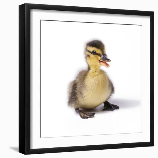 Mallard Duck Duckling at 24 Hours-null-Framed Photographic Print