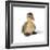 Mallard Duck Duckling at 24 Hours-null-Framed Photographic Print