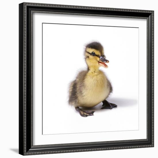 Mallard Duck Duckling at 24 Hours-null-Framed Photographic Print