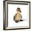 Mallard Duck Duckling at 24 Hours-null-Framed Photographic Print