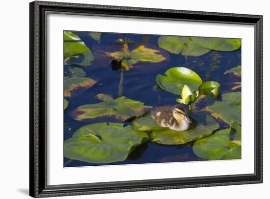 Mallard Duck, Duckling Wildlife, Juanita Bay Wetland, Washington, USA-Jamie & Judy Wild-Framed Photographic Print