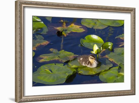 Mallard Duck, Duckling Wildlife, Juanita Bay Wetland, Washington, USA-Jamie & Judy Wild-Framed Photographic Print