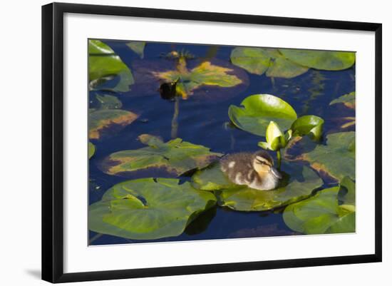 Mallard Duck, Duckling Wildlife, Juanita Bay Wetland, Washington, USA-Jamie & Judy Wild-Framed Photographic Print