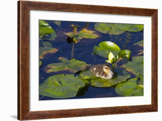 Mallard Duck, Duckling Wildlife, Juanita Bay Wetland, Washington, USA-Jamie & Judy Wild-Framed Photographic Print