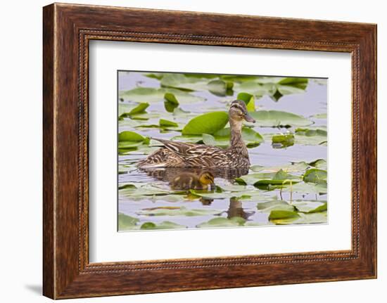 Mallard Duck, Duckling Wildlife, Juanita Bay Wetland, Washington, USA-Jamie & Judy Wild-Framed Photographic Print