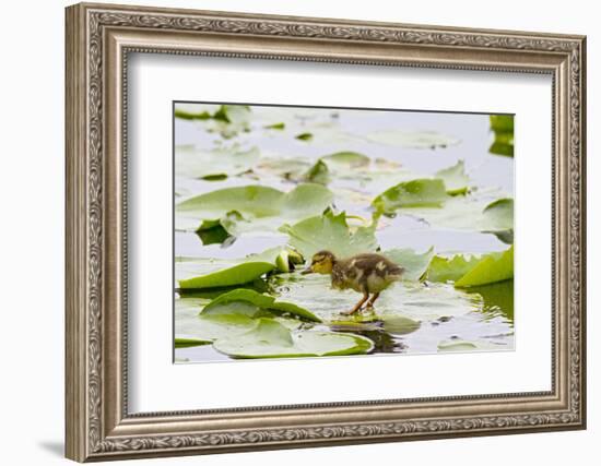 Mallard Duck, Duckling Wildlife, Juanita Bay Wetland, Washington, USA-Jamie & Judy Wild-Framed Photographic Print