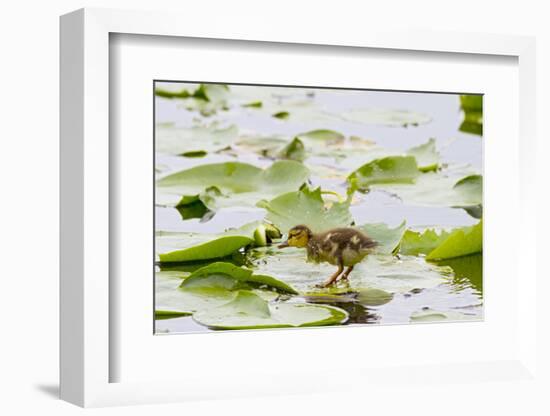 Mallard Duck, Duckling Wildlife, Juanita Bay Wetland, Washington, USA-Jamie & Judy Wild-Framed Photographic Print