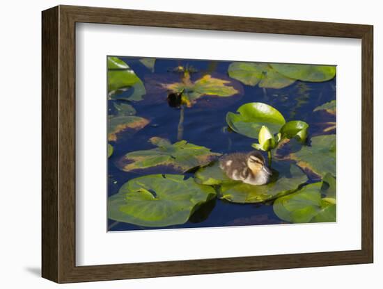 Mallard Duck, Duckling Wildlife, Juanita Bay Wetland, Washington, USA-Jamie & Judy Wild-Framed Photographic Print