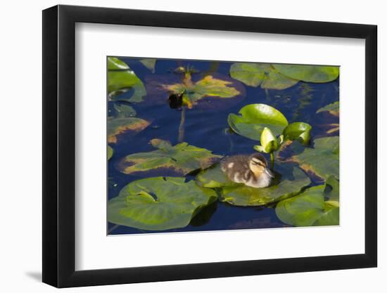 Mallard Duck, Duckling Wildlife, Juanita Bay Wetland, Washington, USA-Jamie & Judy Wild-Framed Photographic Print