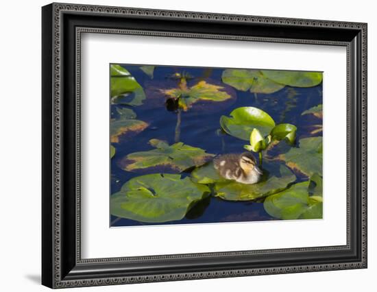 Mallard Duck, Duckling Wildlife, Juanita Bay Wetland, Washington, USA-Jamie & Judy Wild-Framed Photographic Print