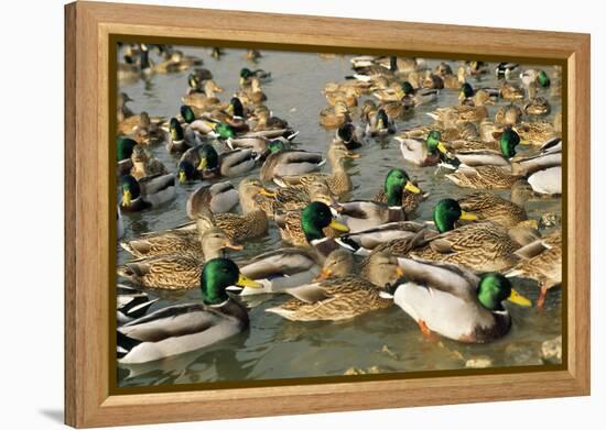 Mallard Duck Flock on Water-null-Framed Premier Image Canvas