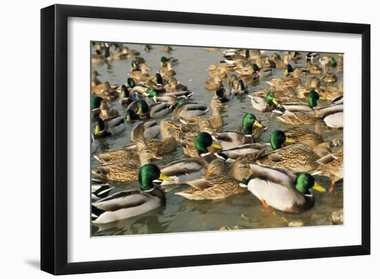 Mallard Duck Flock on Water-null-Framed Photographic Print