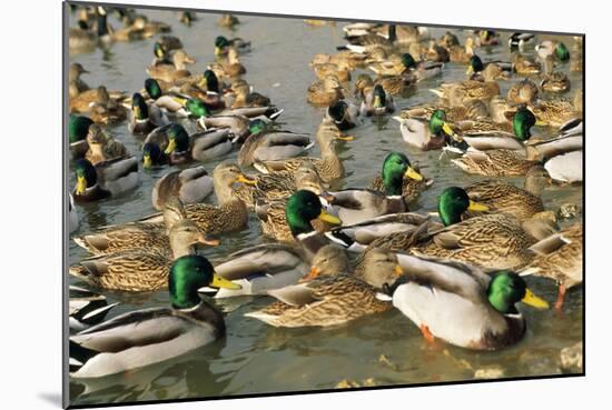 Mallard Duck Flock on Water-null-Mounted Photographic Print