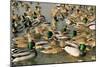 Mallard Duck Flock on Water-null-Mounted Photographic Print