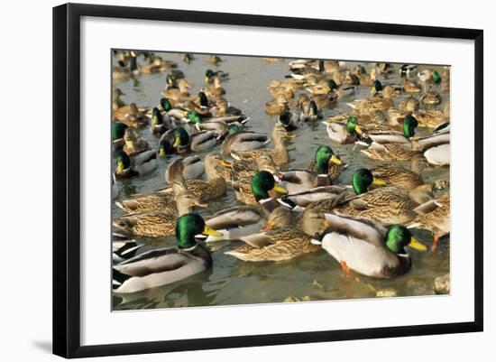 Mallard Duck Flock on Water-null-Framed Photographic Print