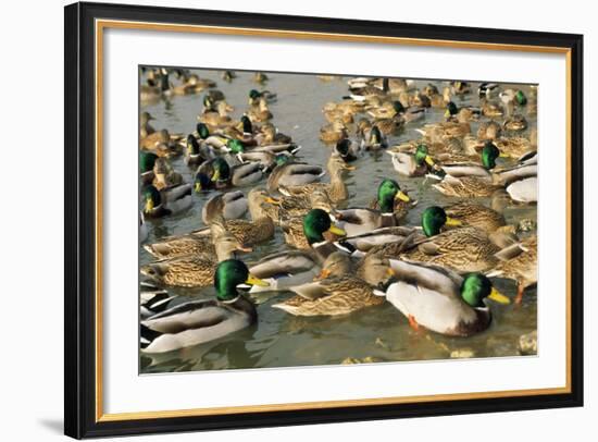 Mallard Duck Flock on Water-null-Framed Photographic Print