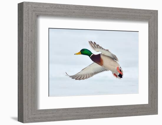 Mallard Duck Flying-geanina bechea-Framed Photographic Print