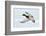 Mallard Duck Flying-geanina bechea-Framed Photographic Print