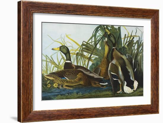 Mallard Duck. from 'The Birds of America'-John James Audubon-Framed Giclee Print