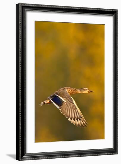 Mallard Duck in autumn.-Larry Ditto-Framed Photographic Print