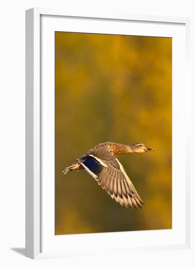 Mallard Duck in autumn.-Larry Ditto-Framed Photographic Print