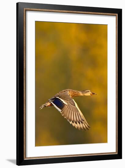 Mallard Duck in autumn.-Larry Ditto-Framed Photographic Print