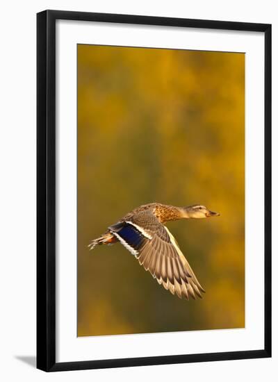 Mallard Duck in autumn.-Larry Ditto-Framed Photographic Print