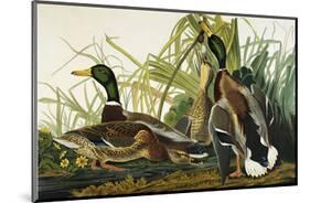 Mallard Duck. Mallard (Anas Platyrhynchos), Plate Ccxxi, from 'The Birds of America'-John James Audubon-Mounted Premium Giclee Print