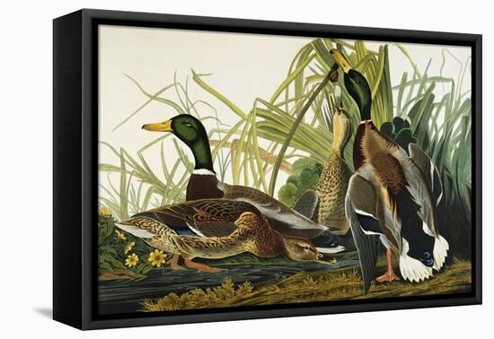 Mallard Duck. Mallard (Anas Platyrhynchos), Plate Ccxxi, from 'The Birds of America'-John James Audubon-Framed Premier Image Canvas