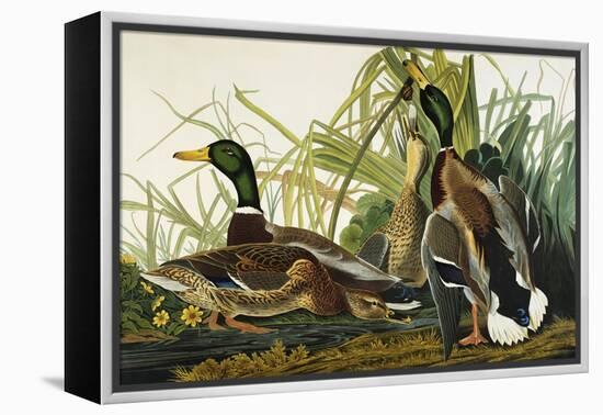 Mallard Duck. Mallard (Anas Platyrhynchos), Plate Ccxxi, from 'The Birds of America'-John James Audubon-Framed Premier Image Canvas