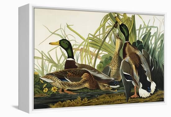 Mallard Duck. Mallard (Anas Platyrhynchos), Plate Ccxxi, from 'The Birds of America'-John James Audubon-Framed Premier Image Canvas