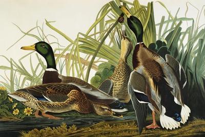 Watercolor Mallard Duck 12 x 8