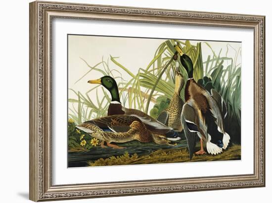 Mallard Duck. Mallard (Anas Platyrhynchos), Plate Ccxxi, from 'The Birds of America'-John James Audubon-Framed Giclee Print