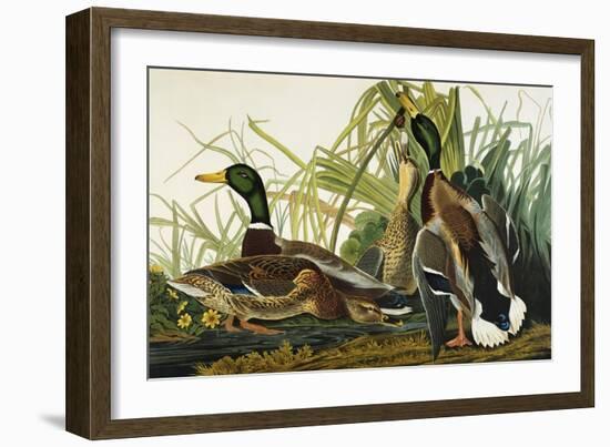 Mallard Duck. Mallard (Anas Platyrhynchos), Plate Ccxxi, from 'The Birds of America'-John James Audubon-Framed Giclee Print