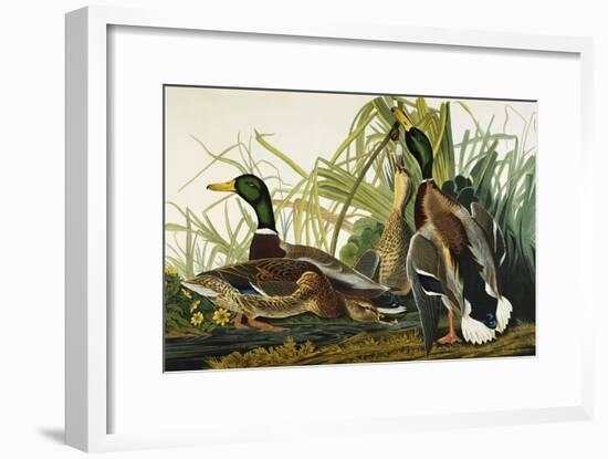 Mallard Duck. Mallard (Anas Platyrhynchos), Plate Ccxxi, from 'The Birds of America'-John James Audubon-Framed Giclee Print