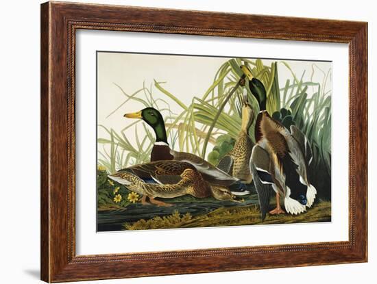 Mallard Duck. Mallard (Anas Platyrhynchos), Plate Ccxxi, from 'The Birds of America'-John James Audubon-Framed Giclee Print