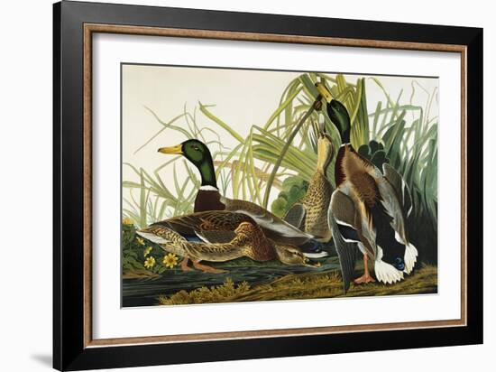 Mallard Duck. Mallard (Anas Platyrhynchos), Plate Ccxxi, from 'The Birds of America'-John James Audubon-Framed Giclee Print