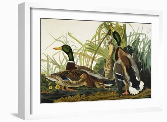 Mallard Duck. Mallard (Anas Platyrhynchos), Plate Ccxxi, from 'The Birds of America'-John James Audubon-Framed Giclee Print