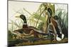 Mallard Duck. Mallard (Anas Platyrhynchos), Plate Ccxxi, from 'The Birds of America'-John James Audubon-Mounted Giclee Print