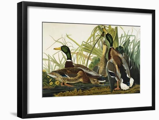 Mallard Duck. Mallard (Anas Platyrhynchos), Plate Ccxxi, from 'The Birds of America'-John James Audubon-Framed Giclee Print