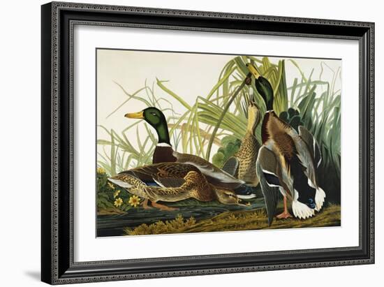 Mallard Duck. Mallard (Anas Platyrhynchos), Plate Ccxxi, from 'The Birds of America'-John James Audubon-Framed Giclee Print