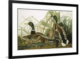 Mallard Duck, Plate CCXXI, Aquatint with Engraving and Hand-Colouring, on J. Whatman, 1831-John James Audubon-Framed Giclee Print
