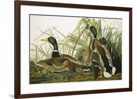 Mallard Duck, Plate CCXXI, Aquatint with Engraving and Hand-Colouring, on J. Whatman, 1831-John James Audubon-Framed Giclee Print