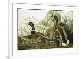 Mallard Duck, Plate CCXXI, Aquatint with Engraving and Hand-Colouring, on J. Whatman, 1831-John James Audubon-Framed Giclee Print