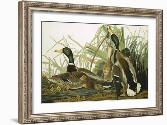 Mallard Duck, Plate CCXXI, Aquatint with Engraving and Hand-Colouring, on J. Whatman, 1831-John James Audubon-Framed Giclee Print