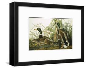 Mallard Duck, Plate CCXXI, Aquatint with Engraving and Hand-Colouring, on J. Whatman, 1831-John James Audubon-Framed Giclee Print