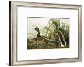 Mallard Duck, Plate CCXXI, Aquatint with Engraving and Hand-Colouring, on J. Whatman, 1831-John James Audubon-Framed Giclee Print